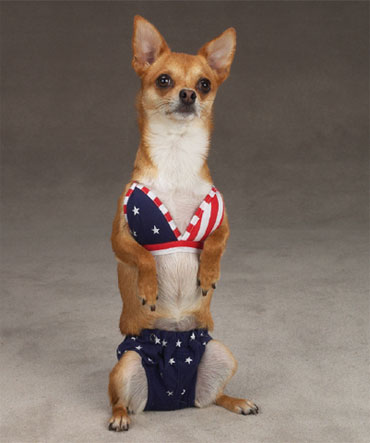 Illustration for article titled The 40 Sluttiest Dog Halloween Costumes